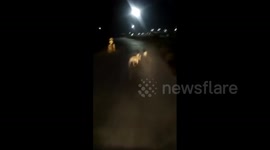 Widespread anger over trucker chasing lioness and three cubs for fun