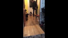Dog in shoes
