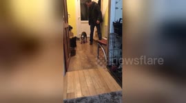 Newsflare Edit - Dog in shoes