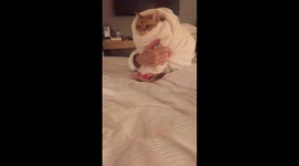 Cat being rocked in blanket like a baby