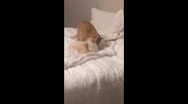 Orange tabby cleaning Siamese