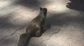 Mountain Squirrel Eating