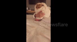 Newsflare Edit - Cat being rocked in blanket like a baby