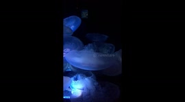 Slow Motion Moon Jellyfish