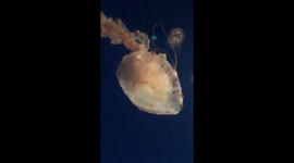 Slow Motion Jellyfish