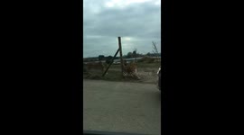 Terrifying moment charging lions damaged woman's car by jumping on roof at safari park
