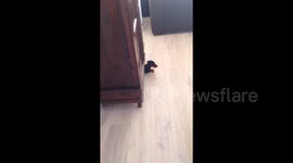 Owner can't find puppy and is surprised where he found her!