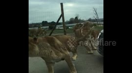 Terrifying moment lions charge at woman's car at safari park