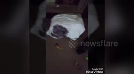 Newsflare Edit - French bulldog puppies wanting the one toy