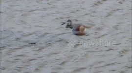 Huge crocodile hunts Impala drinking in dam