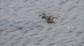 Huge crocodile hunts Impala drinking in dam