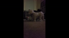 Playtime with the pups