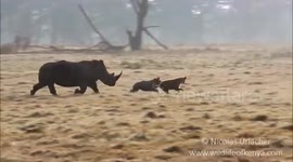 Mother rhino protects calf from fierce hyenas