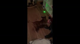 Staffy chasing light