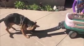 German Shepherd Puppy pulls little girl in wagon