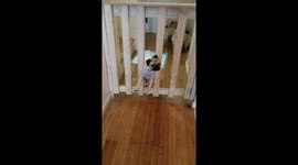 Baby pug fits threw the fence