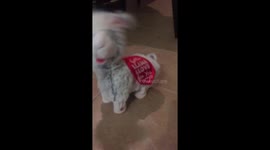 Funny twerking stuffed animal Llama
