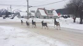 Only in Canada - Herd of deer obeys stop sign