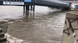 Duck spotted in River Thames