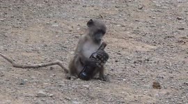 Tim Brown Tours Productions presents: Baboon Alcohol induced Pub Brawl