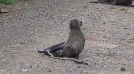 Baboon(monkey) doing Yoga with a Beer bottle