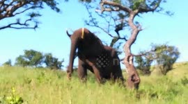 Elephant reaches up to get Marula fruit and leaves
