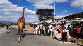Wild animals crossing! Giraffe strolls through busy Kenyan village