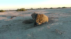 Tragic demise of baby elephant rescued by safari tourists