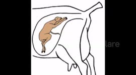 Man helps deliver breach-birth goat and has to give CPR to make it live