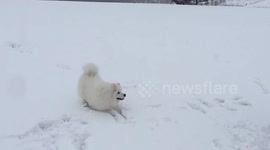 Oris the Samoyed - Catch the snowball