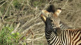 Clever bird finds tasty snacks in zebra’s hairy ears