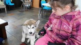 Alaskan Malamute Puppy Therapy Dog Training
