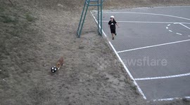 dog playing football with kid
