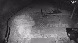 Backyard flying creature with legs but no wings