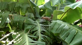 island squirrel