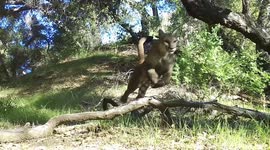 Trail camera records mountain lion running at full tilt in California