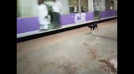 Dog on Kanjurmarg Station.. Running behind train