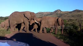 Herd of African Elephant cross the road in front of us