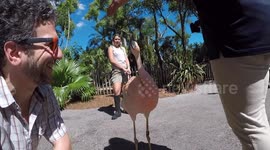 YouTube Viva Frei has 3 minute love affair with flamingo at Palm Beach zoo