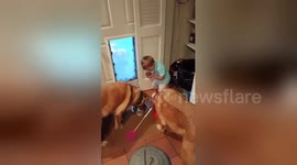 Newsflare Edit - 2 year old feeds his 3 big dogs