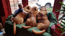 Three year old introduces his 3 BIG DOGS