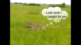 Cheetah teaches her cubs how to hunt by Tim Brown Tours