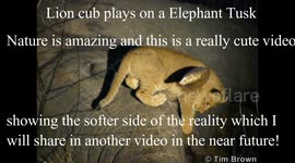 Lion cub plays on elephant carcass