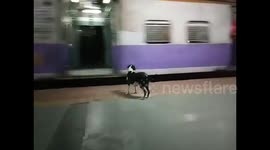 Heartbreaking story of dog that waits night after night for same train