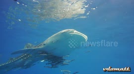 whaleshark koh tao