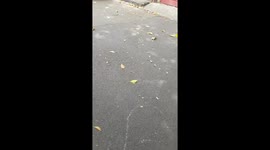 Fabulous Dog