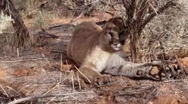 US man accidentally traps a mountain lion, then carefully sets it free