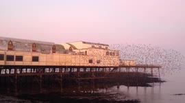 Thousands of little starlings burst out from under The Royal Pier before sunrise