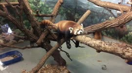 Perfectly still red panda lazes on a tree