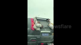 Drivers in China tie live poultry to rears of cars